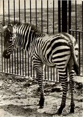 Rostock Zoo - Zebra -231966