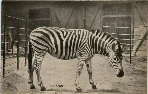 Zebra -231986