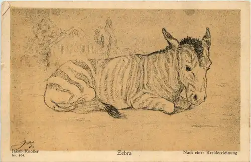 Zebra - Künstlerkarte Jakob Knoller -231924