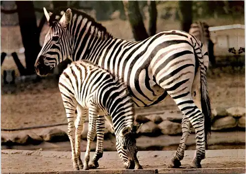 Zoo Duisburg - Zebra -231944