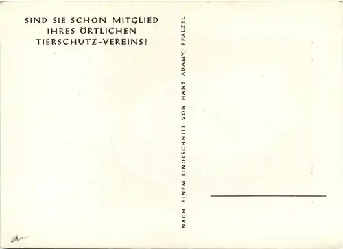 Albert Schweitzer -232146