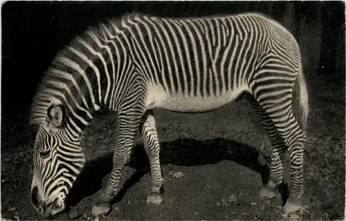 Paris - Parc Zoologique - Zebra -231920