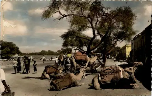 Aden - Camels resting at Sheikh Othman market -262870