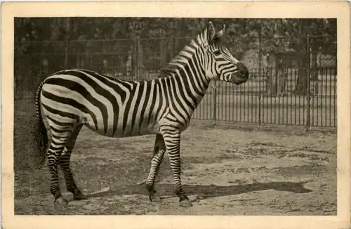 Zebra -231936