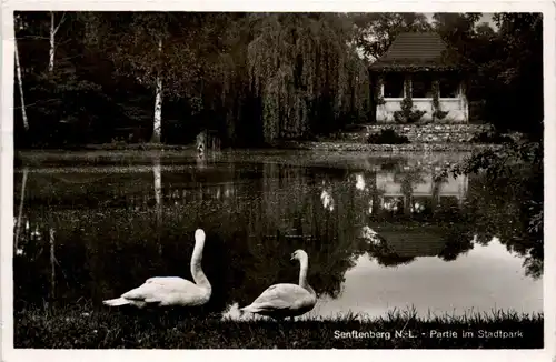 Senftenberg - Partie im Stadtpark -263956