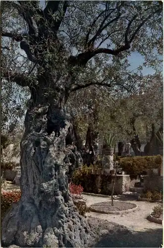 Gethsemane -264370