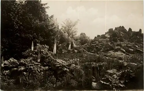 Berlin Dahlem - Botanischer Garten -264484