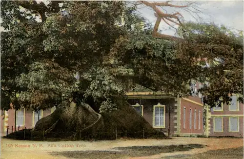 Nassau - Silk Cotton Tree -265636