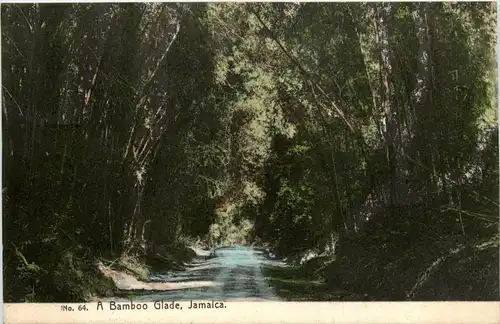 Jamaica - A Bamboo Glade -265646