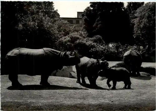 Basel - Zoologischer Garten - Rhino - Nashorn -276000