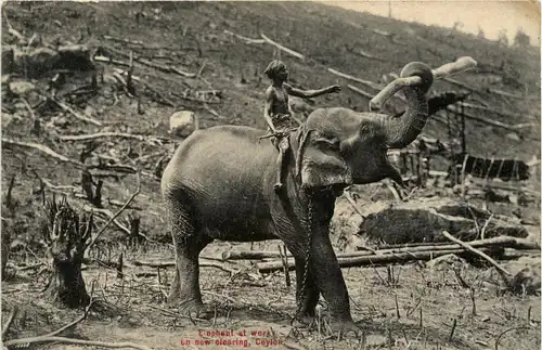 Ceylon - Elephant at work -281722