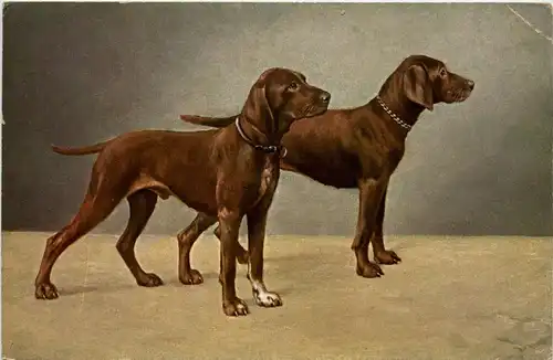 Hund - Dog -284218