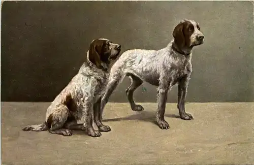 Hund - Dog -284212