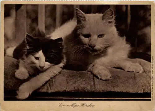 Ein molliges Plätzchen -284204