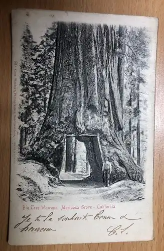 Mariposa Grove - Big Tree Wawona - Prägekarte -S187
