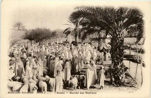 Biskra - Marche aux Bestiaux -285814