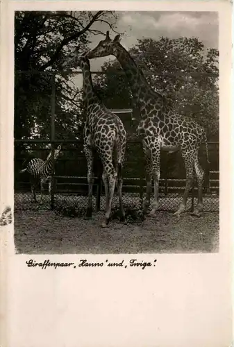Zoologischer Garten der Stadt Halle - Giraffen Hanno und Twiga -286850
