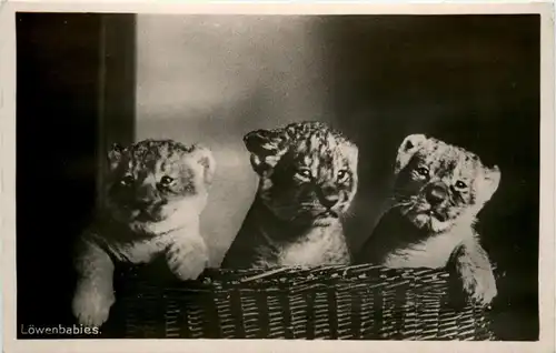 Zoologischer Garten der Stadt Halle - Löwenbabies - Lion -286840