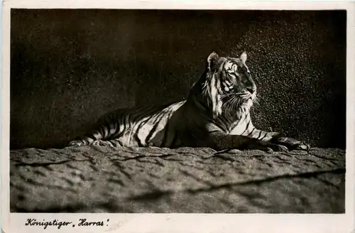 Zoologischer Garten der Stadt Halle - Königstiger Harras - Tiger -286842