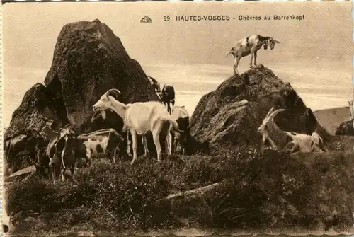 Chevres au Barrenkopf - Ziege - Goat -287168