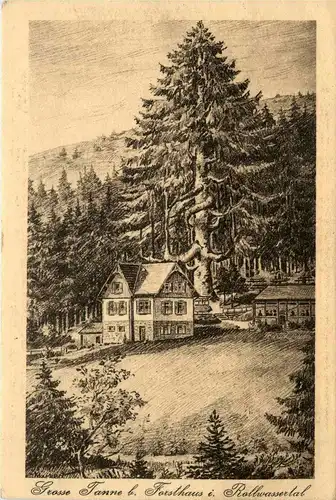 Grosse Tanne bei Forsthaus im Rollwassertal -288582