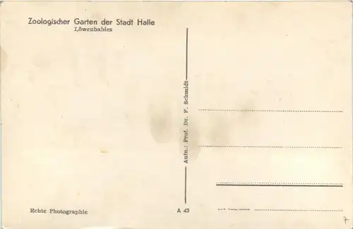 Zoologischer Garten der Stadt Halle - Löwenbabies - Lion -286838