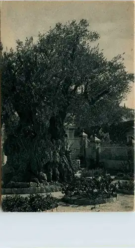 Holy Tree in Gethsemany -290732