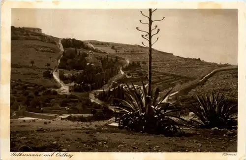 Gethsemane mit Oelberg -290686