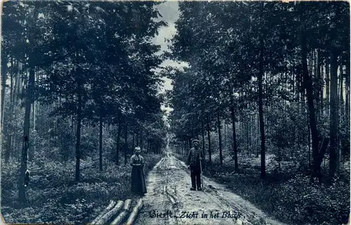 Gierle - Zicht in het Bosch -293072