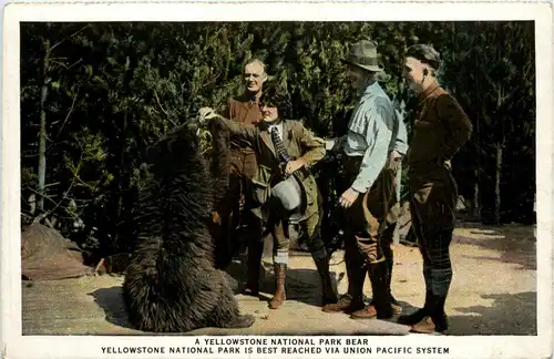 Yellowstone National Park Bear -294488