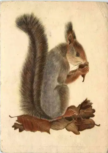 Eichhörnchen -294484