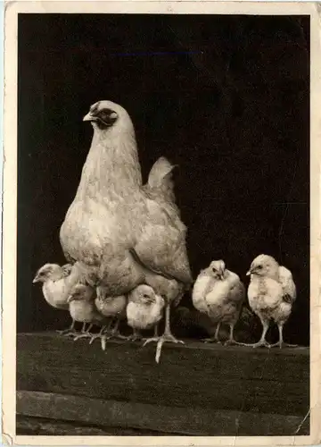 Chicken -294480