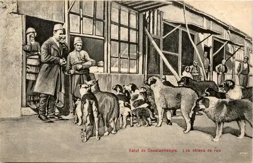 Constantinople - Les chiens de rue -228480