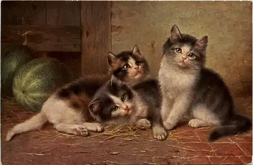 Katzen - Cats -401208