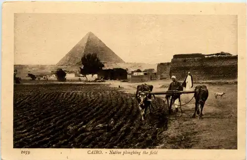 Cairo - Native ploughing the field -401286