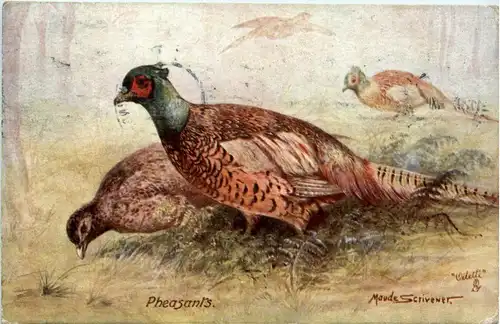 Pheasants -401572