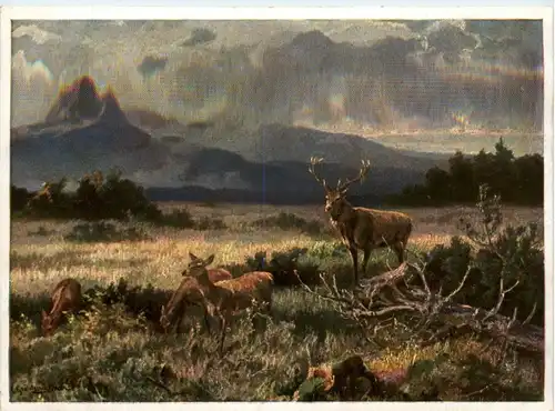 Hirsch - sign- Gräbhein -401172