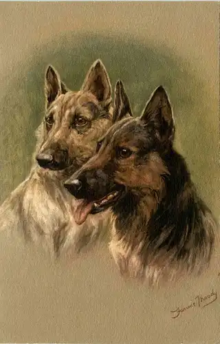 Hunde Dogs - Thoody -402098