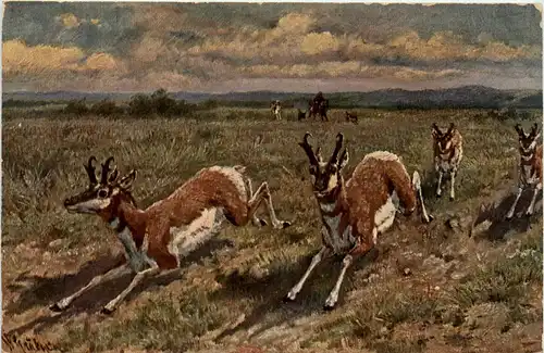 Gemsen - sign. Gräbhein -401176