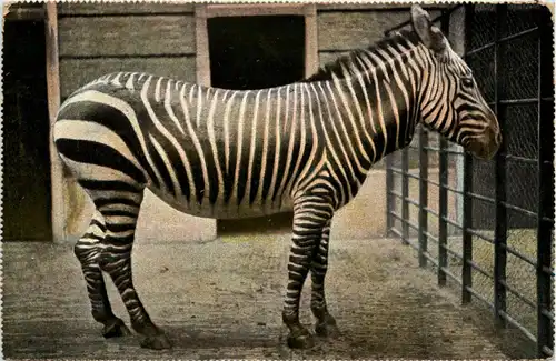 Zebra -231934