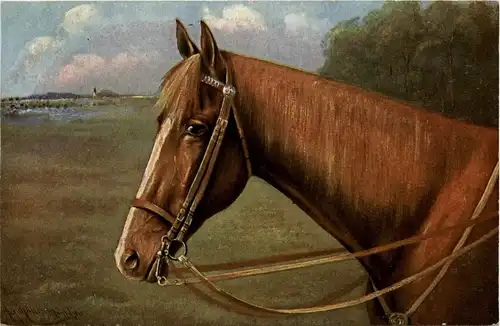 Pferd - horse -402080