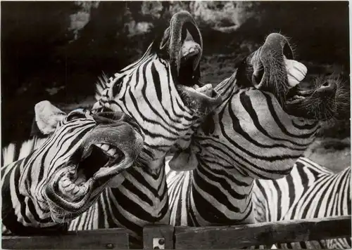 Zebra -231954