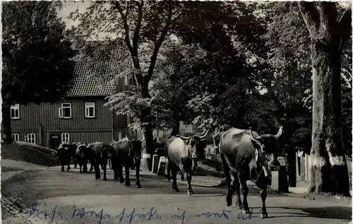 Hohegeiss - Kuhherde auf der Ortsstrasse -265478