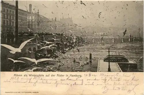 Hamburg/diverse Stadtteile - Hamburg, Möven als Wintergäste auf der Alster -319176