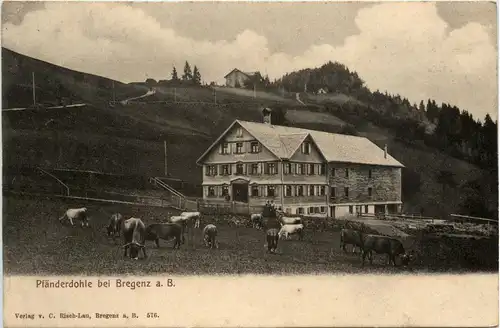 Bregenz/Vorarlberg, div. Orte und Umgebung - Pfänderdohle bei Bregenz -336604