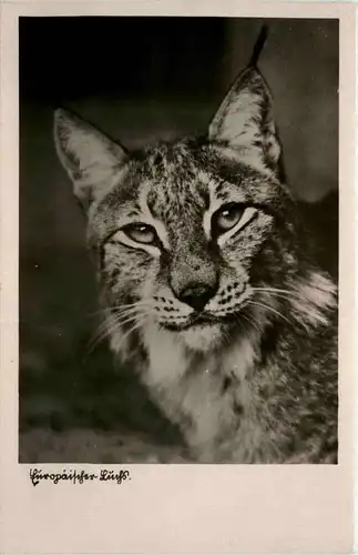 Zoologischer Garten der Stadt Halle - Europäischer Luchs -286836