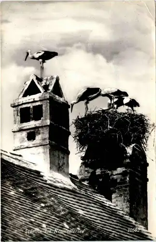 Neusiedlersee, Störche -354114