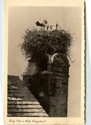 Freistadt Rust, -354252