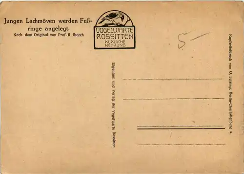 Künstlerkarte Prof. K. Storch - Lachmöven Prof. K. Storch -423282