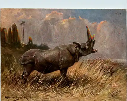 Nashorn - Rhino -425128